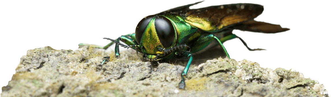 Emerald Ash Borer Insect