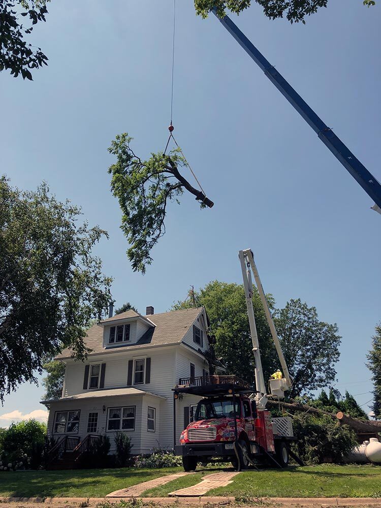 Storm damage crane assisted tree removal in Frost MN